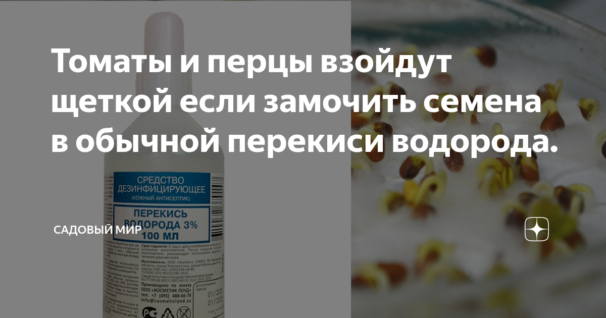 Замачивания семян перцев и томатов. Замачиваем семена в перекиси водорода. Замачивание семян в перекиси водорода. Обработка семян перца в перекиси водорода. Посев перцев с перекисью водорода.