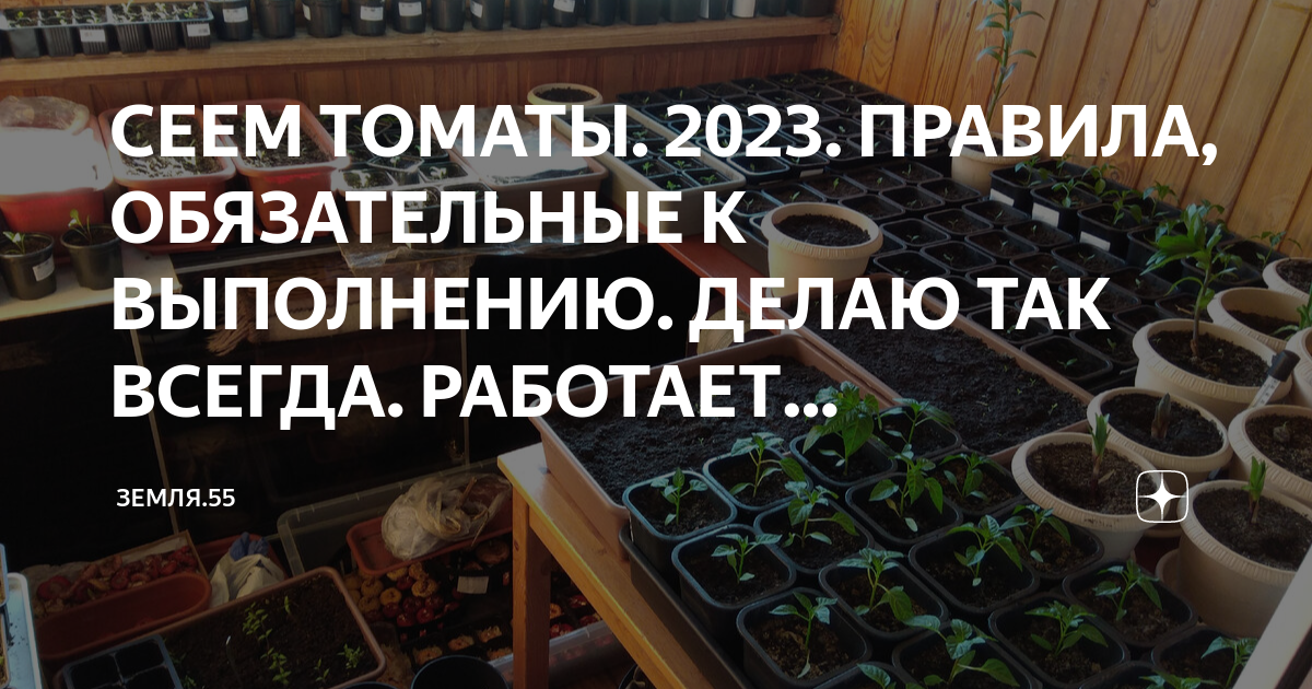 Посев помидор в феврале 2024 года