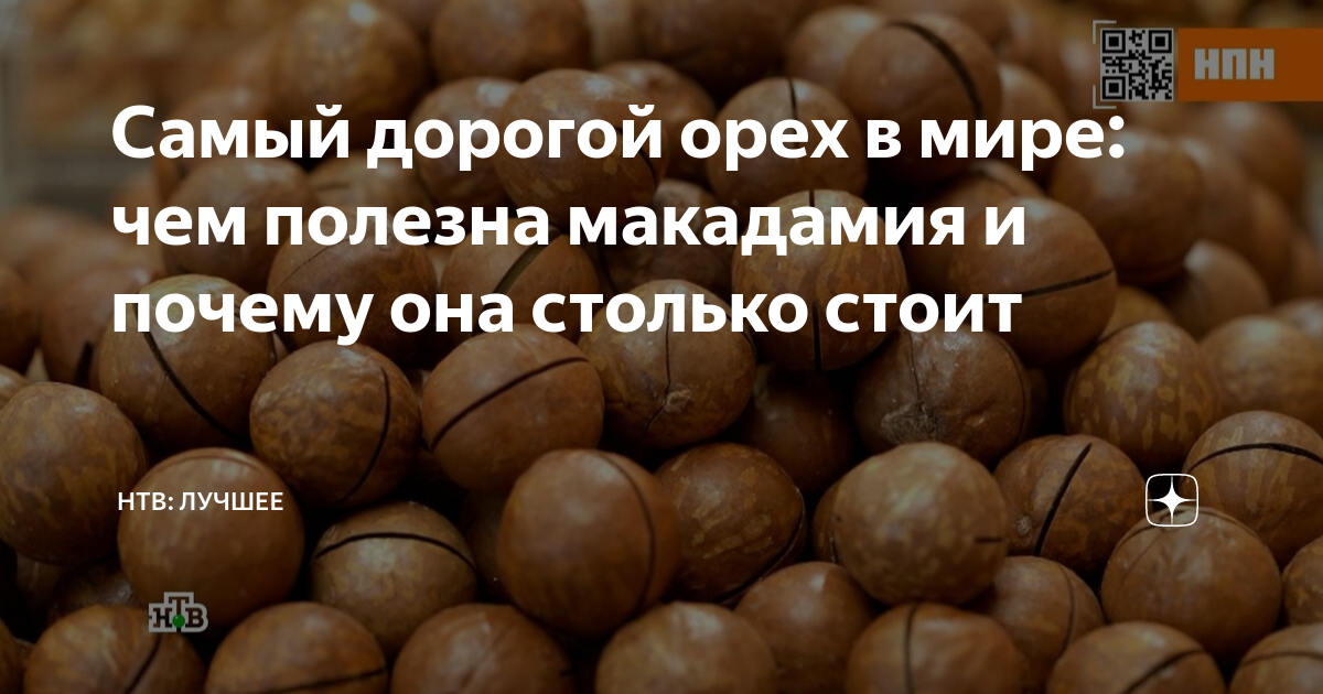 Самый дорогой орех в мире: чем полезна макадамия и почему она столько ...