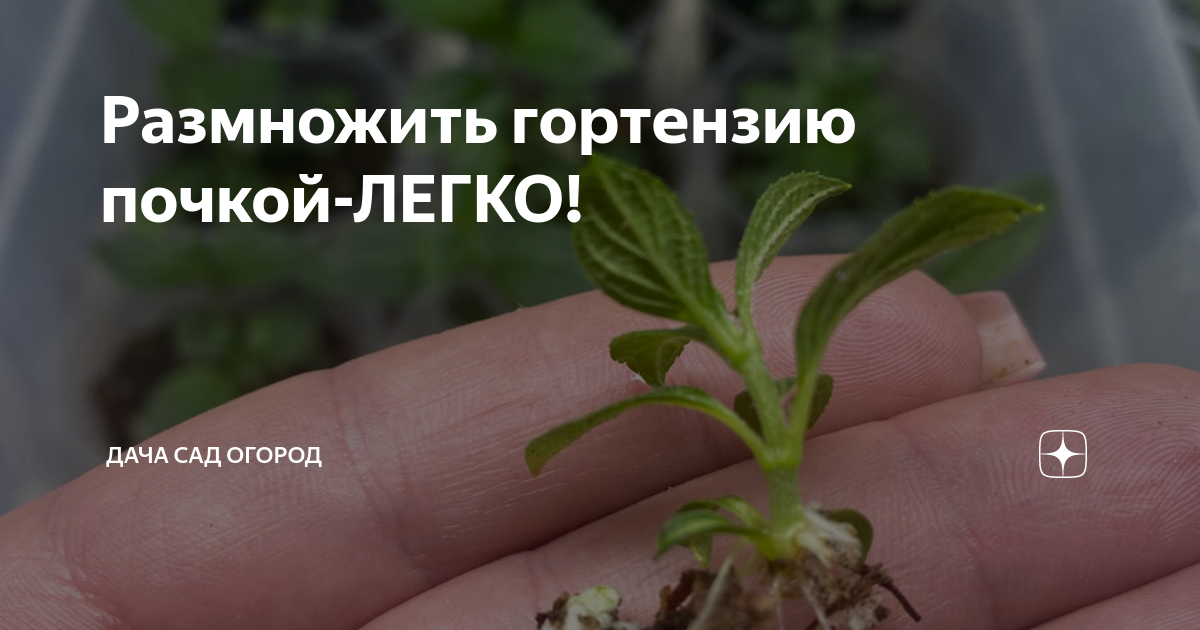 Как размножить гортензию почками. Укоренение гортензии почками. размножение гортензии зелеными почками. размножение базилика отростками. размножение гортензии черенками.