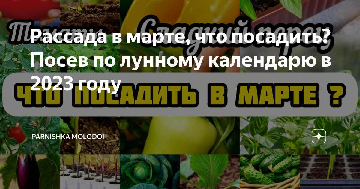 Календарь огородника на ноябрь 2023 года посевной