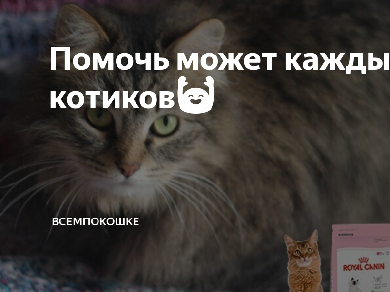 Кошка постоянно просит есть