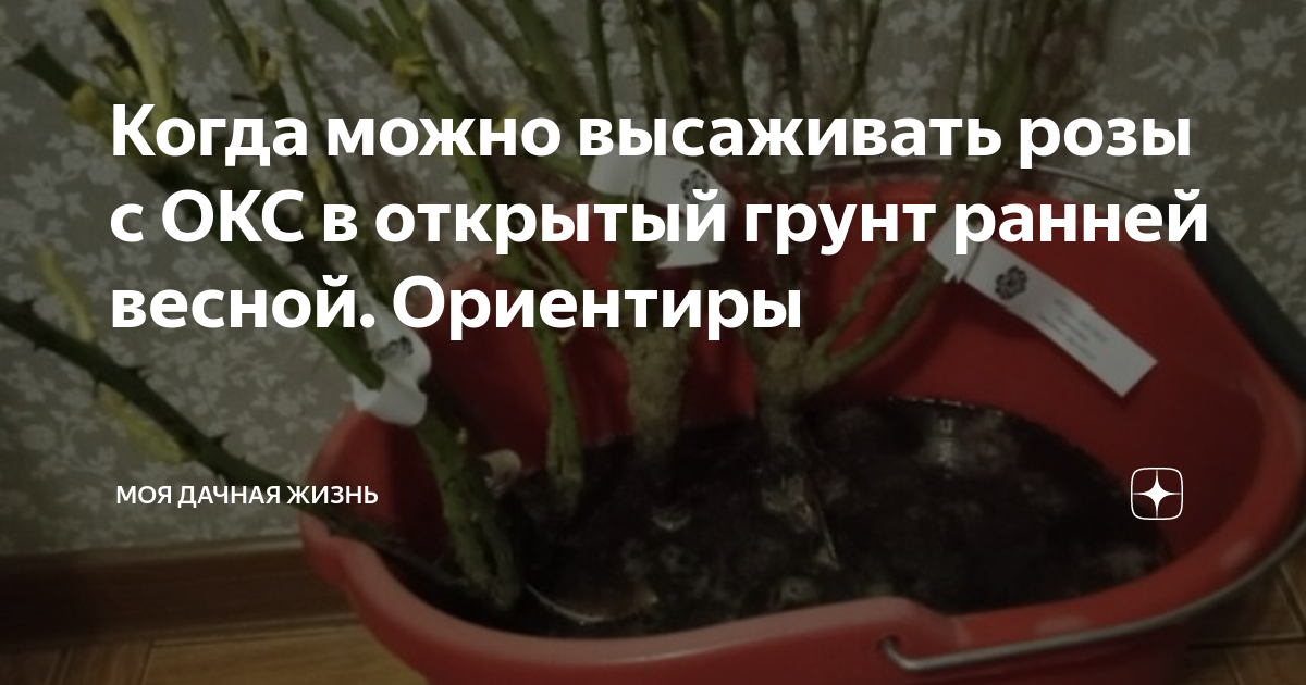 Когда можно высаживать розы в грунт весной. Когда высаживать розы. Когда можно высаживать розы в открытый грунт весной Волгоград. Когда высаживать розы в Краснодарском крае. При какой температуре можно высаживать розы в открытый грунт весной.