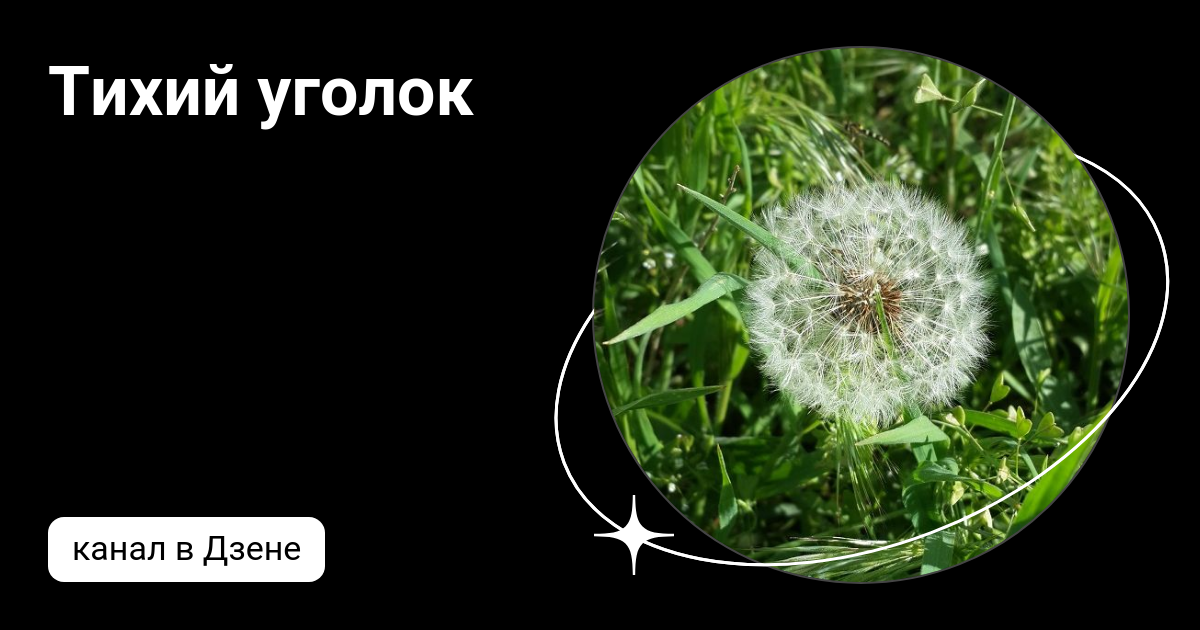 Тихий уголок | Дзен
