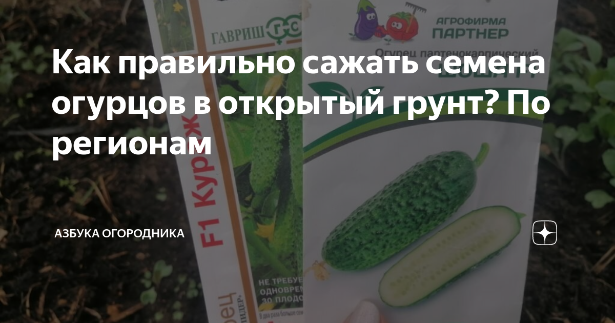 как сажать огурцы в открытый грунт видео