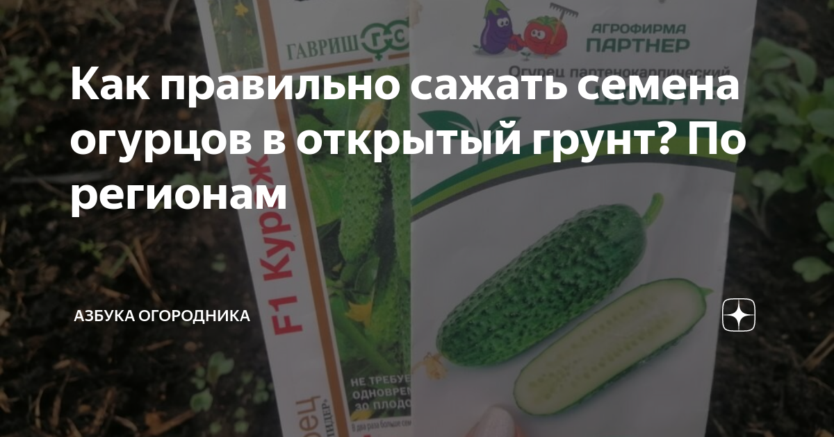 На каком расстоянии сажать огурцы семенами