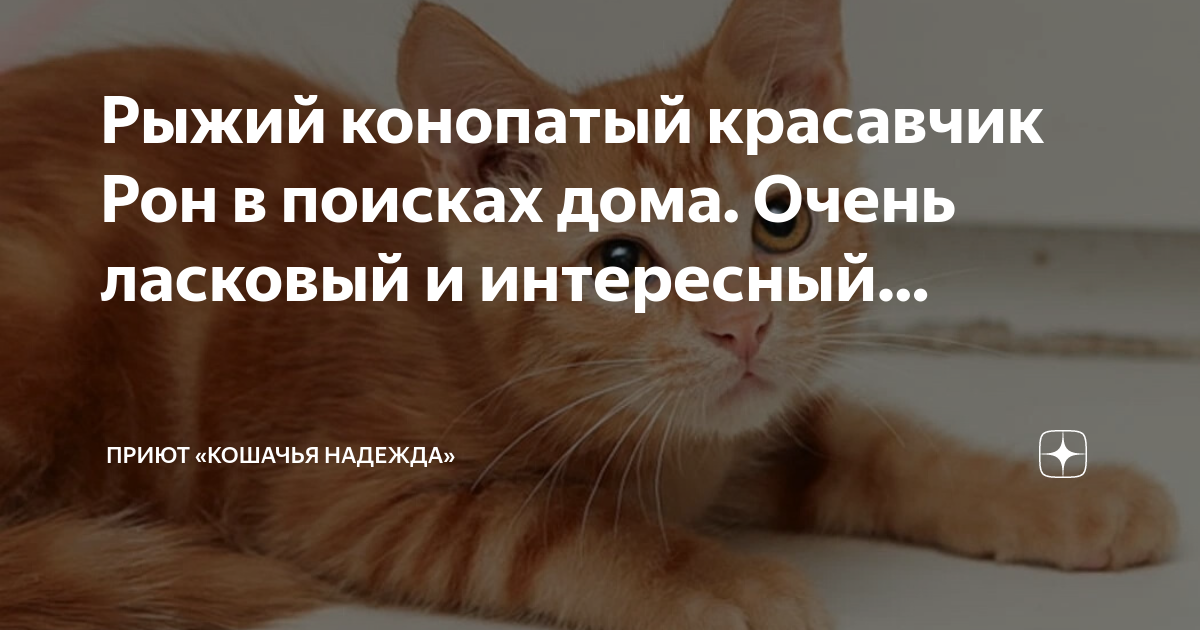 Тверь библиотека кот стасик. Любопытная. Здравствуйте люди добрые. Понял котик. Приколы для поднятия настроения.