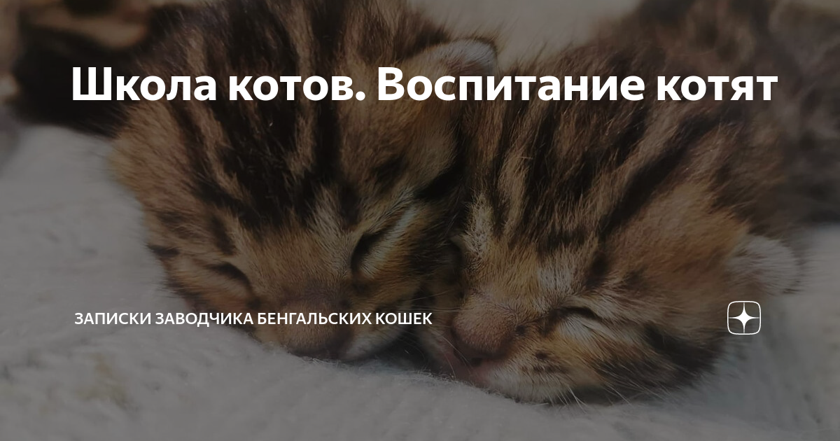 1. Раннее знакомство с другими животными и людьми