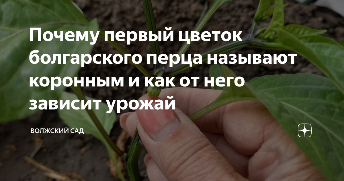 Почему перец называют болгарским