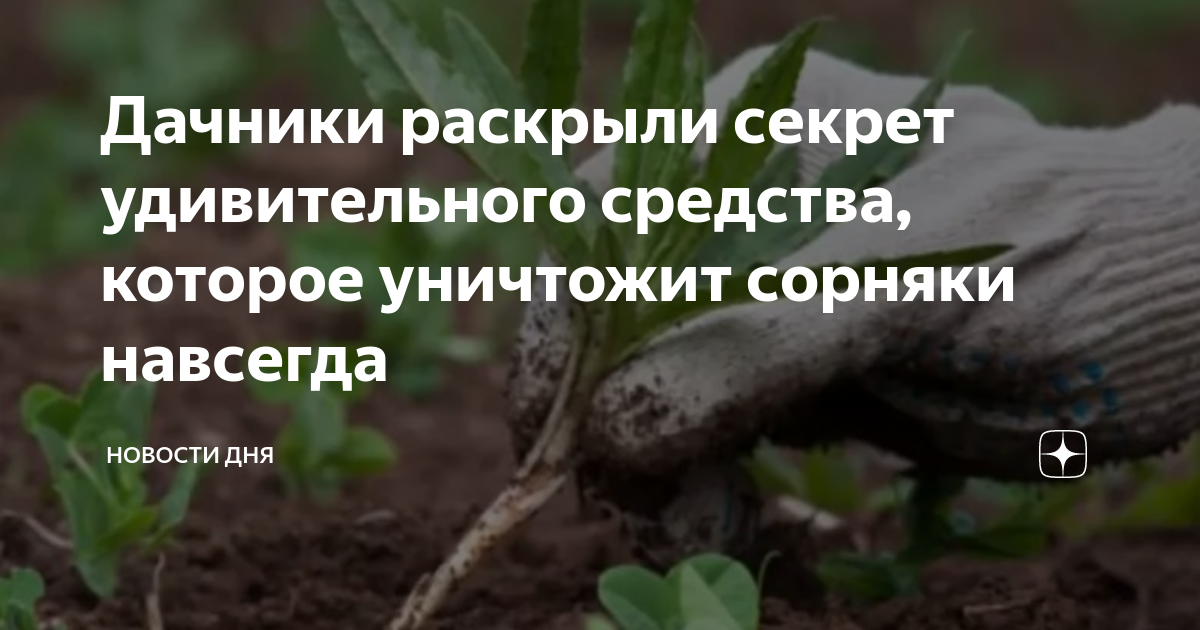 Дачники раскрыли секрет удивительного средства, которое уничтожит ...