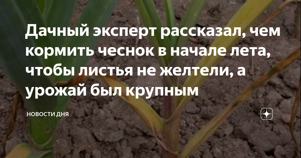 Чеснок пожелтели листья весной посаженный под зиму. Желтеет чеснок чем полить и подкормить. Лук в какую землю сажать. Люблю лук. Фазы развития чеснока озимого.