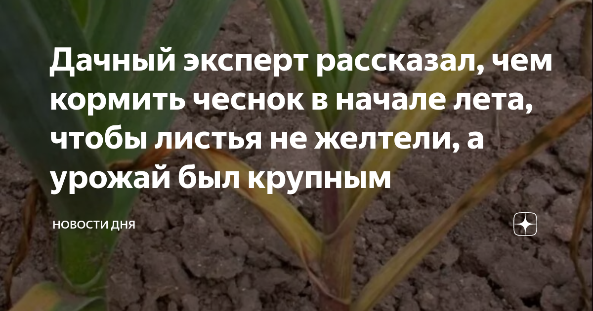 Чеснок в мае начал желтеть. Желтеет чеснок чем полить и подкормить. Лук в какую землю сажать. Люблю лук. Фазы развития чеснока озимого.