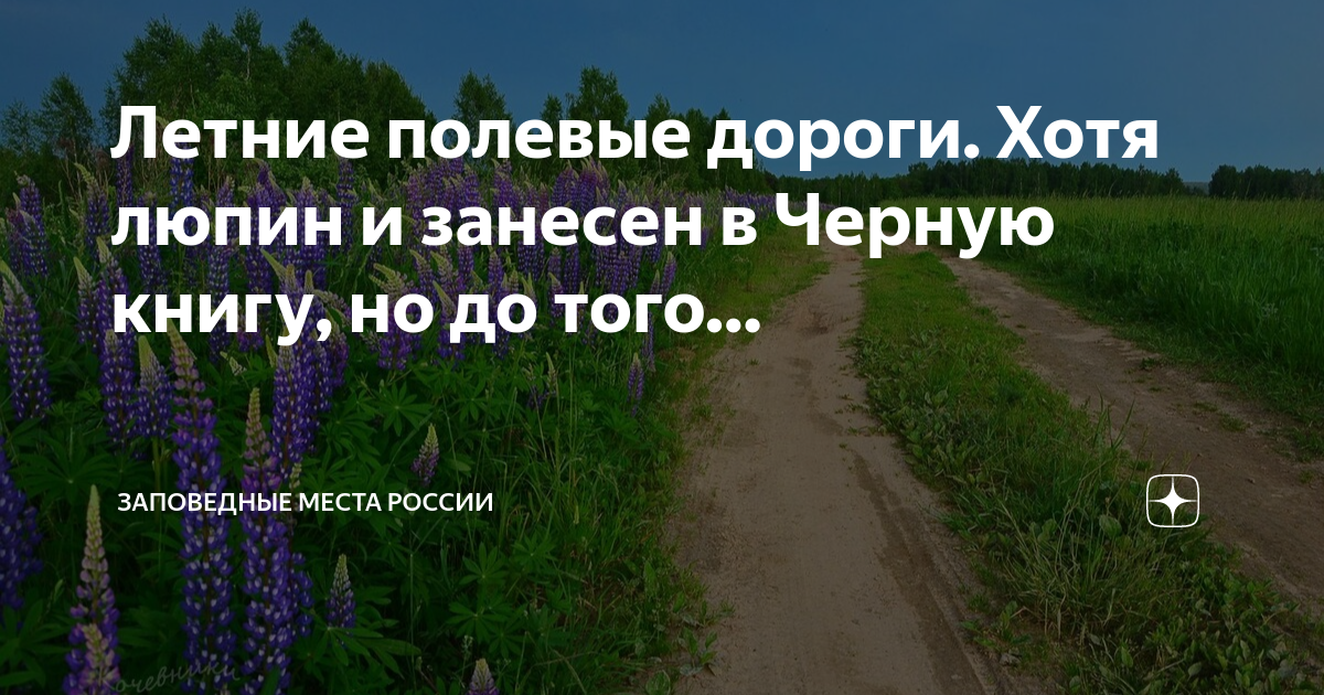 Полевой путь на дзене. Поле с полевыми цветами. Люпины и дороги. Перхушково люпиновое поле.