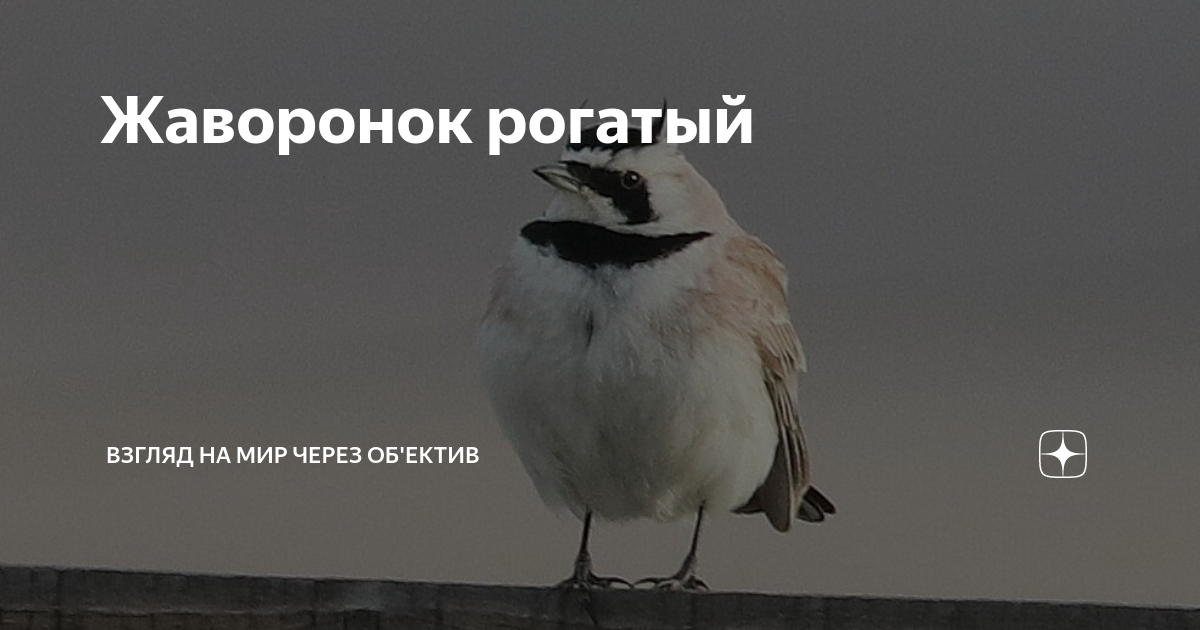 Жаворонок рогатый | Взгляд на мир через об'ектив | Дзен