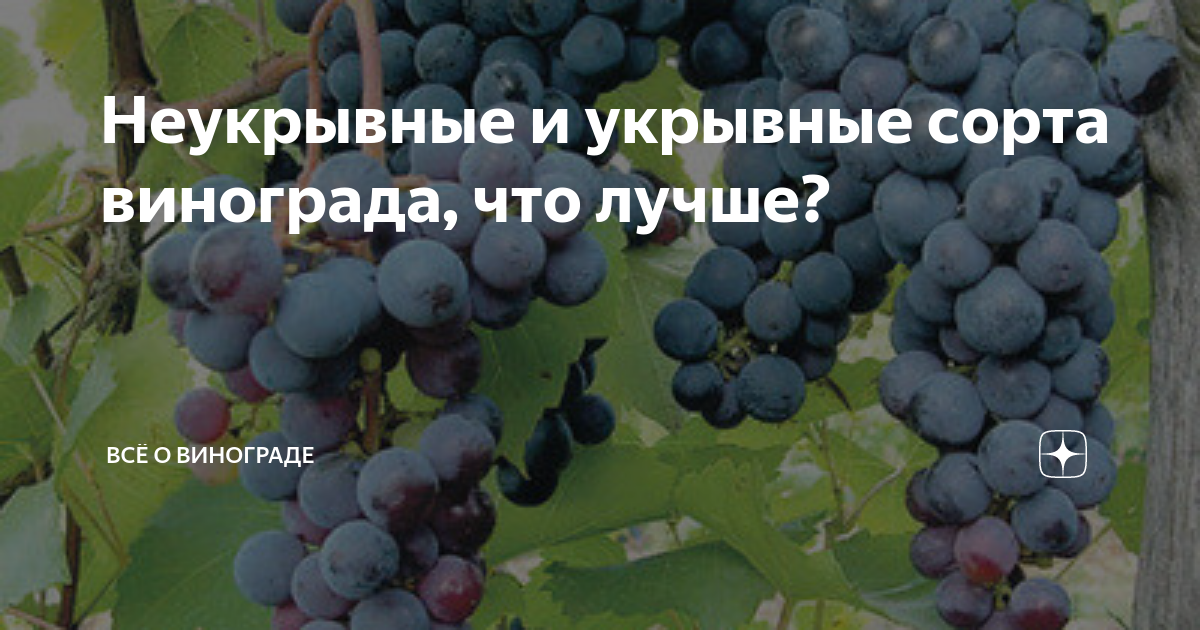 Виноград сша описание сорта