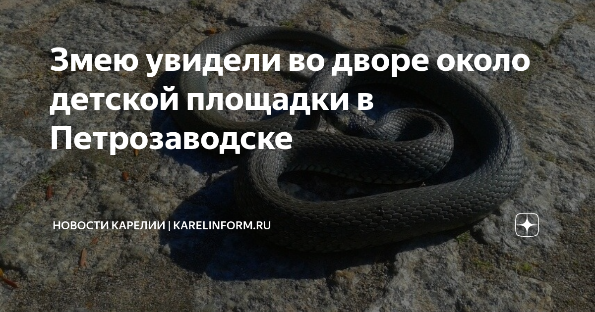 Змею увидели во дворе около детской площадки в Петрозаводске | Новости ...