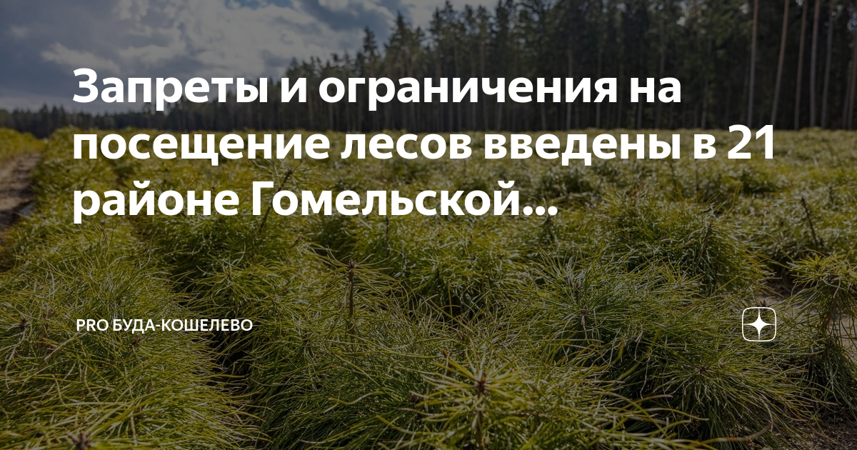 Карта посещения лесов гомельской области на сегодня запрета