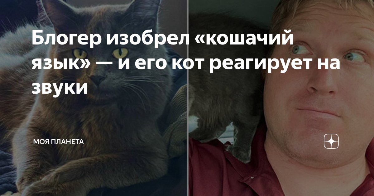 Блогер изобрел «кошачий язык» — и его кот реагирует на звуки | МОЯ ...