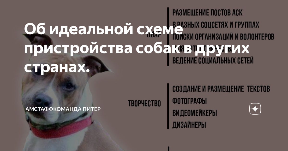 особенности стареющих собак. документы на щенка при покупке. что нужно узнать при покупке щенка. что знать при покупке щенка. что знать при покупке щенка.