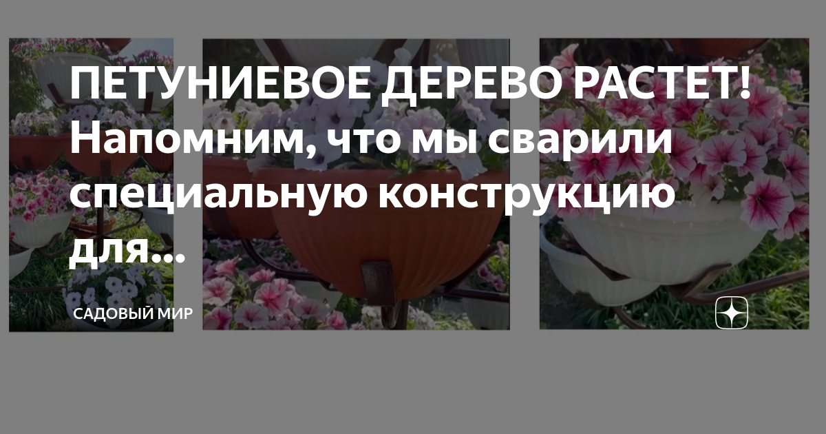 ПЕТУНИЕВОЕ ДЕРЕВО - НОВАЯ ЗАБАВА ЦВЕТОВОДОВ. С чего начать создание цветочного дерева из петуний.