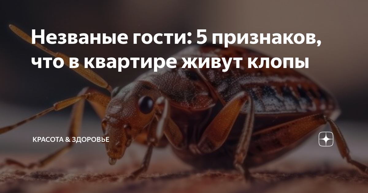 Как выглядят блохи у кошек. К чему снятся клопы во сне женщине живые. К чему снятся клопы во сне женщине живые. К чему снятся клопы во сне. Опасные насекомые для человека.