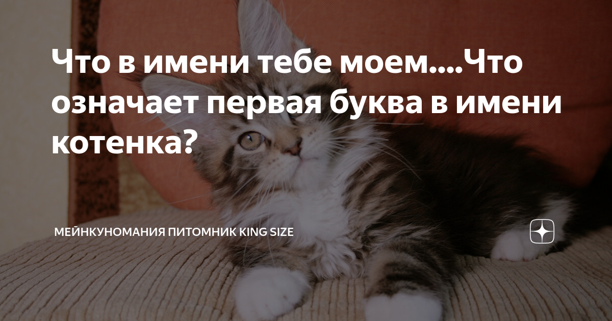 Что в имени тебе моем....Что означает первая буква в имени котенка? |  Мейнкуномания Питомник King Size | Дзен