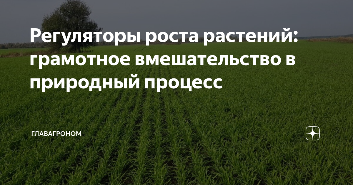 Регуляторы роста растений: грамотное вмешательство в природный процесс ...