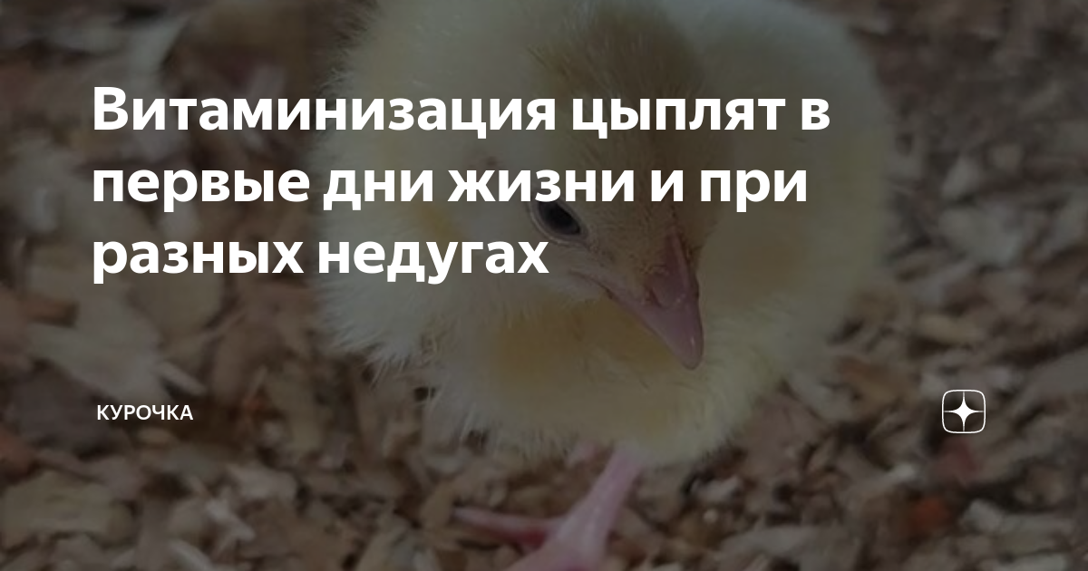 Витаминизация цыплят в первые дни жизни и при разных недугах | Курочка ...