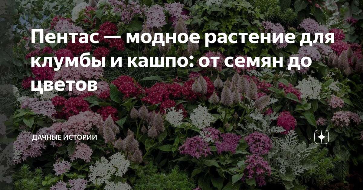 Пентас — яркое украшение для современных интерьеров