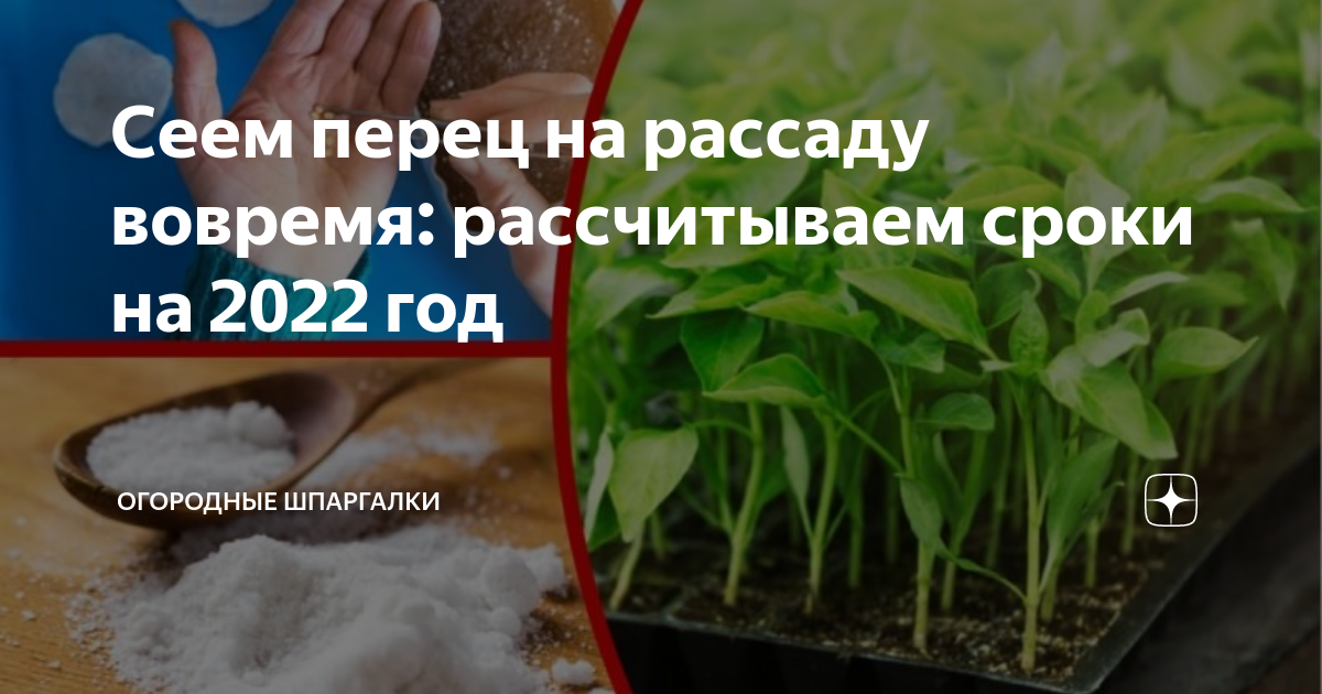 Когда можно сеять перец 2024. Когда сеять перец
