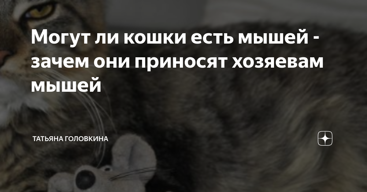 Почему к мышке относятся как к собаке. Почему к мышке относятся как к собаке