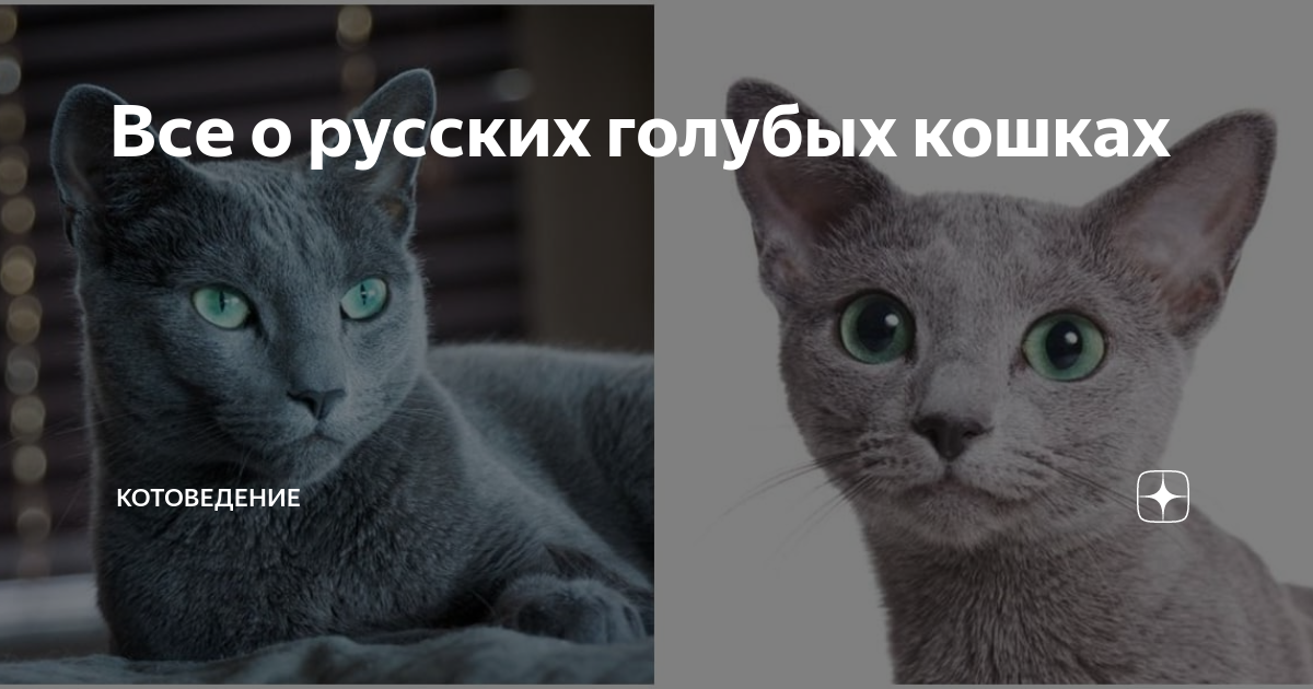 Все о русских голубых кошках | КотоВедение | Дзен