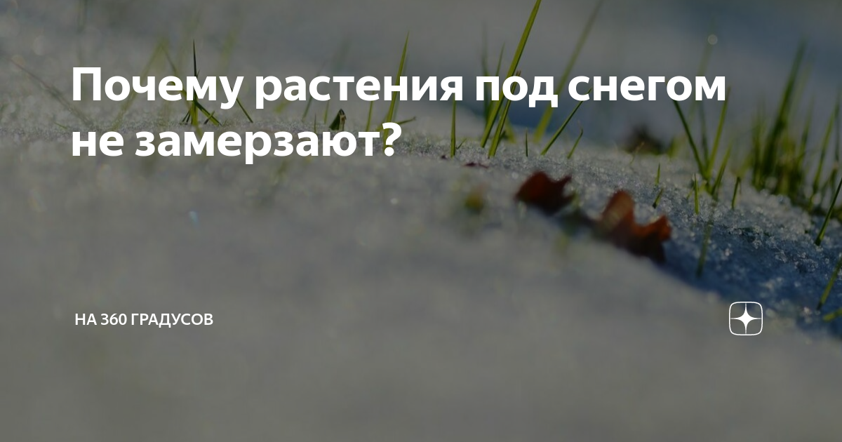 Почему растения не вымерзают зимой под снегом