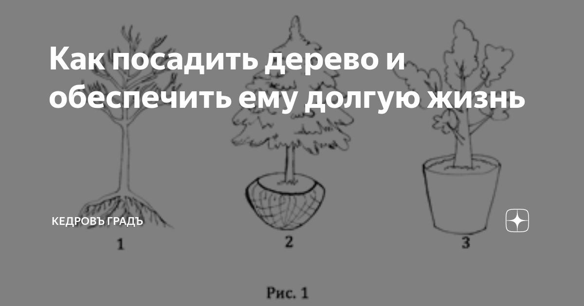 Посадка деревьев - цены: заказать услуги в Москве и Подмосковье