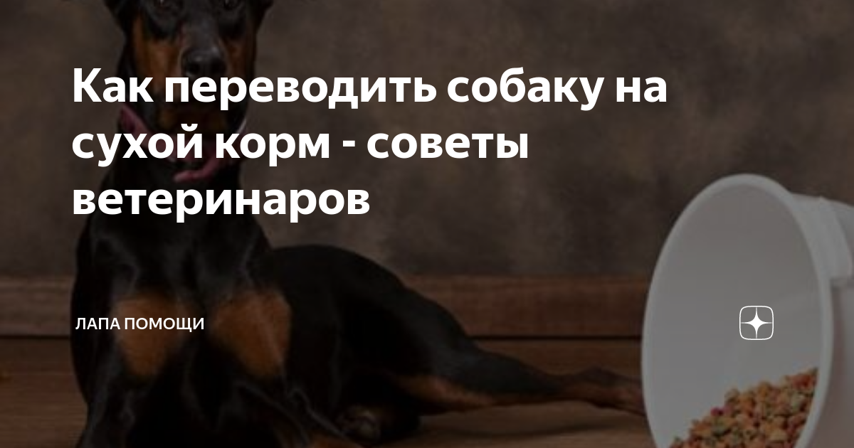Как перевести собаку на натуральный корм