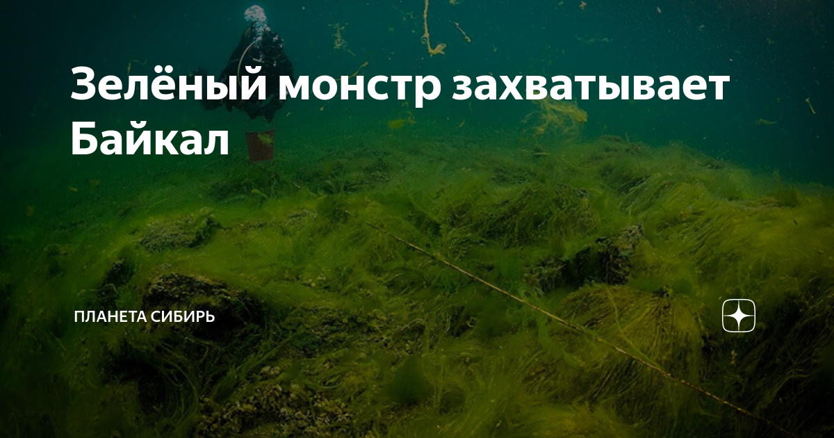 Зелёный монстр захватывает Байкал | Планета Сибирь | Дзен