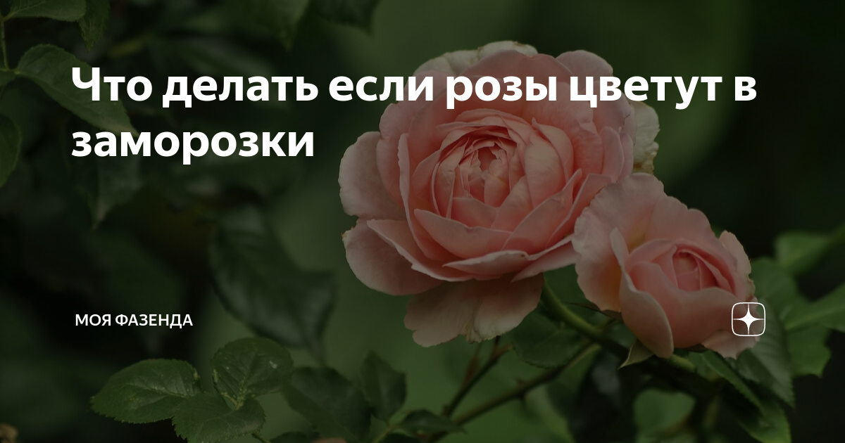Питомник мишкины розы каталог на весну