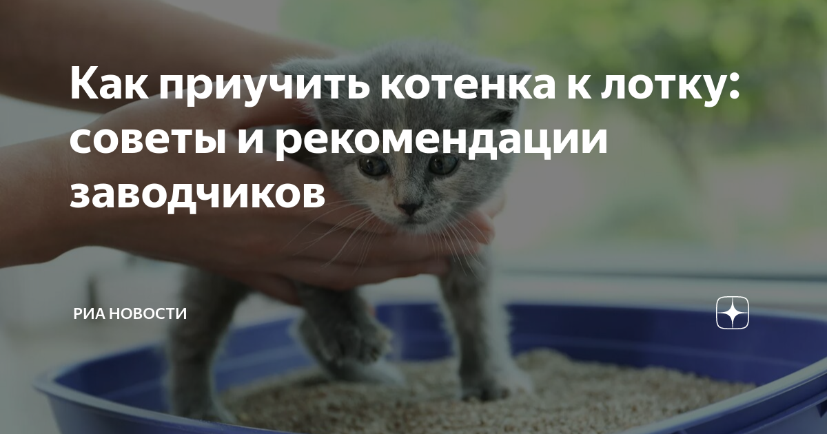 Как помочь котенку сходить в туалет. Как приучить котёнка к лотку.