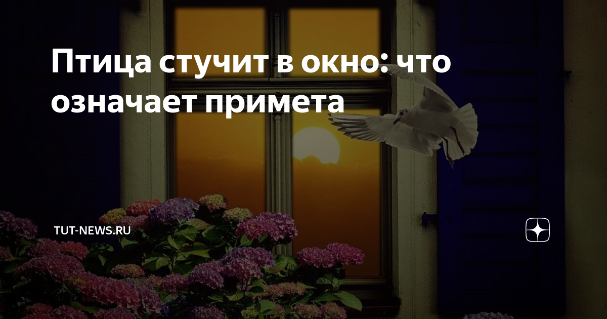 К чему стучится птица в окно. Птица стучится в окно примета. Птица стучит в окно примета. Птица стучит в окно к чему это примета.