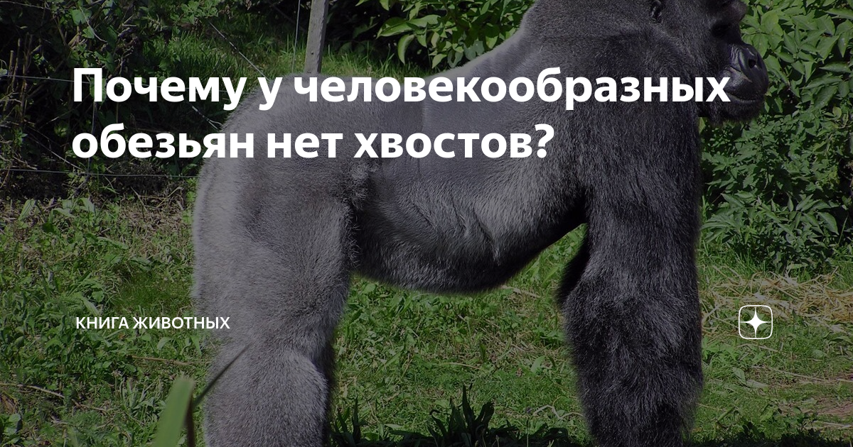 Хвост животного. У какого животного нет хвоста фото. Бывают ли у людей хвосты. Почему у человека нет хвоста. Почему у человека нет хвоста.