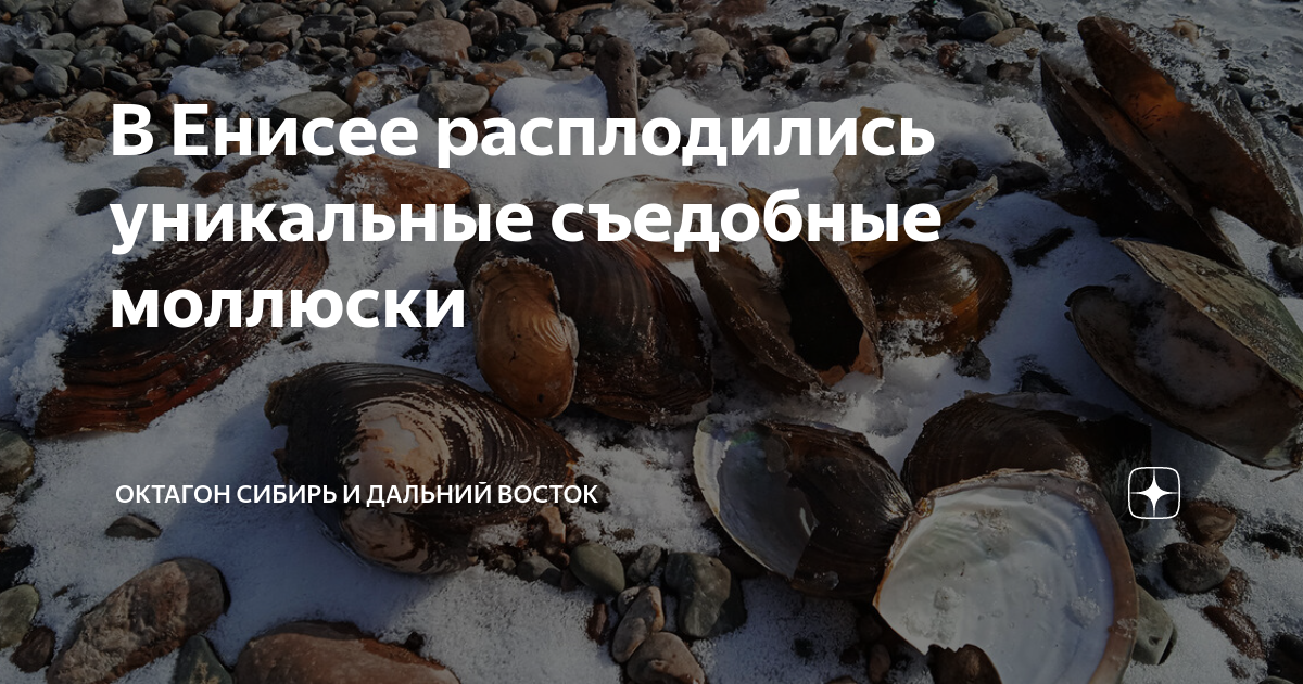 В Енисее расплодились уникальные съедобные моллюски | Октагон Сибирь и ...