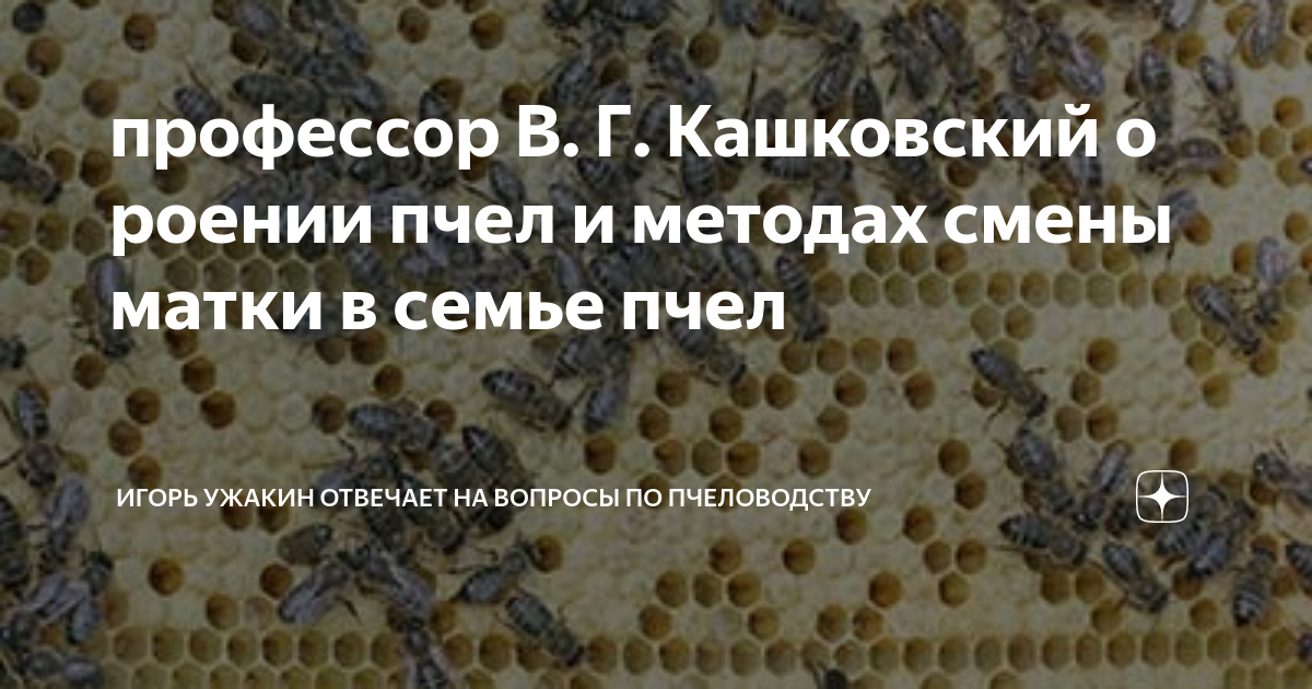 профессор В. Г. Кашковский о роении пчел и методах смены матки в семье ...