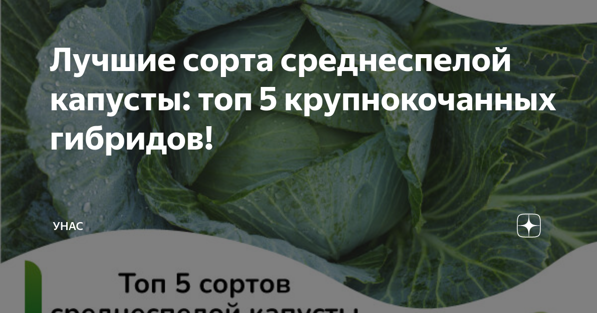 Орион сорт капусты. Орион сорт капусты