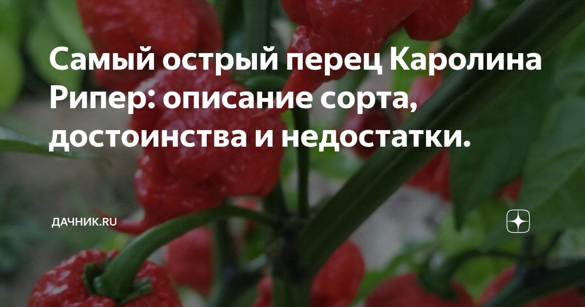 Самый острый перец Каролина Рипер: описание сорта, достоинства и ...