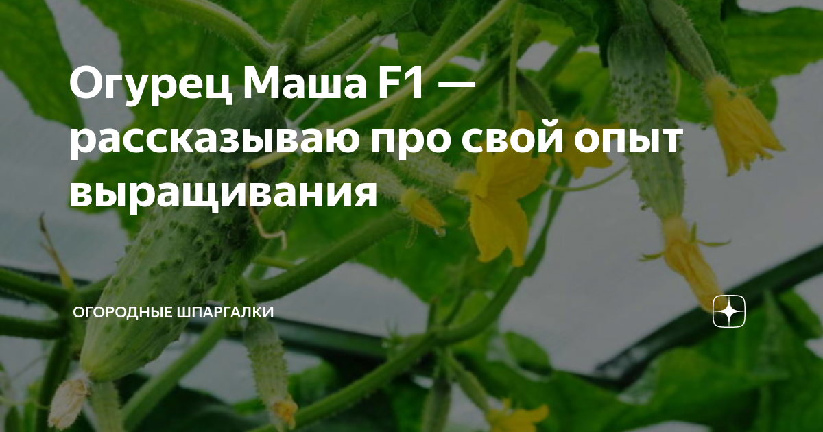 Огурец Маша F1 — рассказываю про свой опыт выращивания | Огородные ...