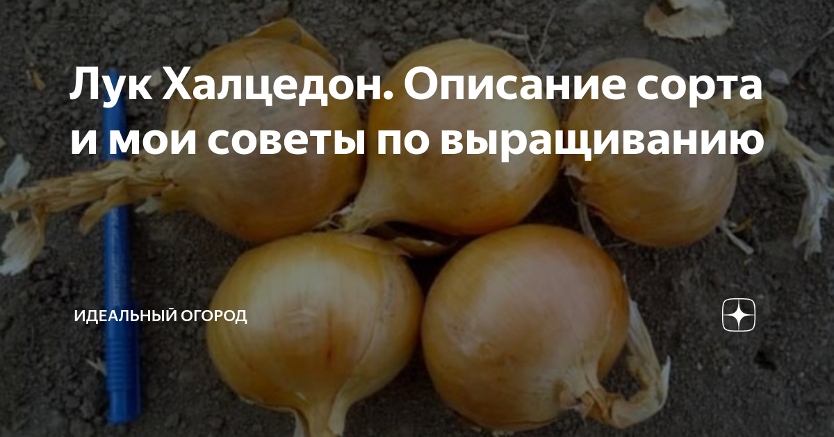 Лук Халцедон. Описание сорта и мои советы по выращиванию | Идеальный ...