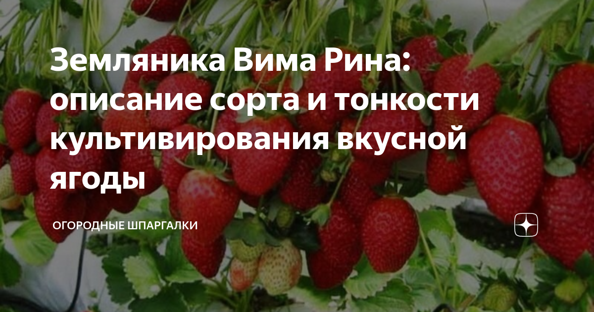 Купить саженцы Клубники Вима Рина с доставкой по РФ ☘ Ярмарка Растений