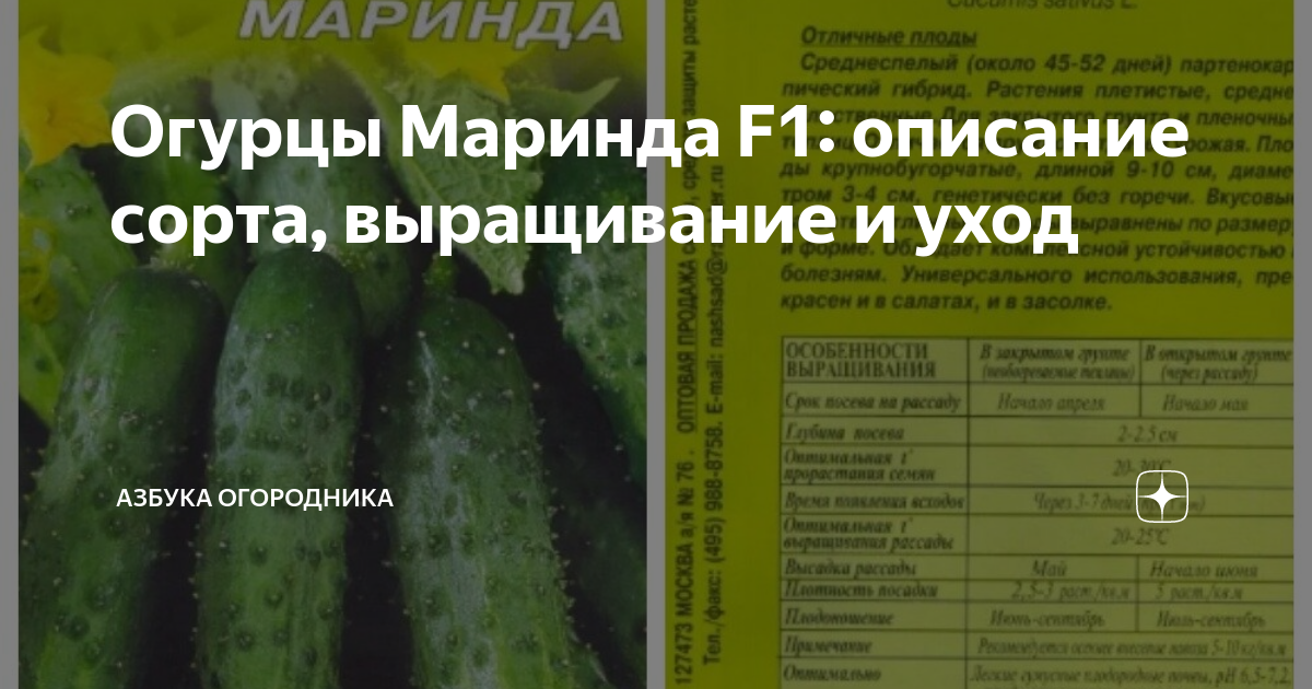 Огурец маринда f1 описание отзывы фото