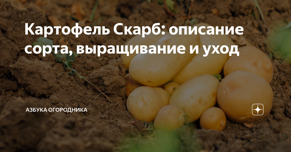 Клубни Картофель Калатея купить по выгодной цене в интернет-магазине OZON
