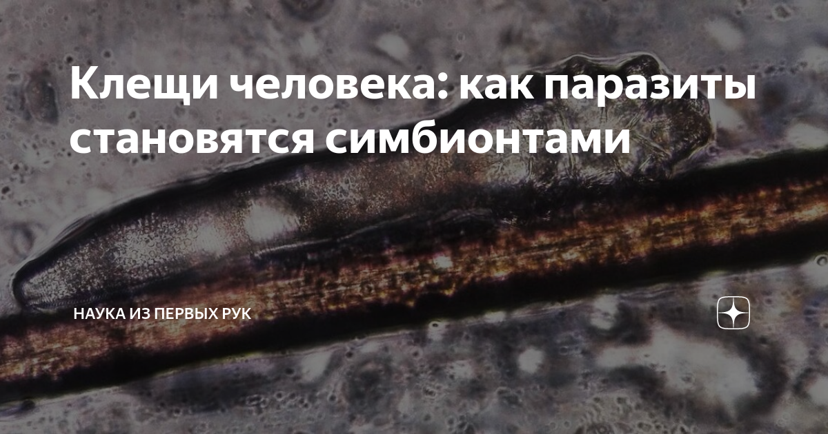 Клещи человека: как паразиты становятся симбионтами | НАУКА из первых ...